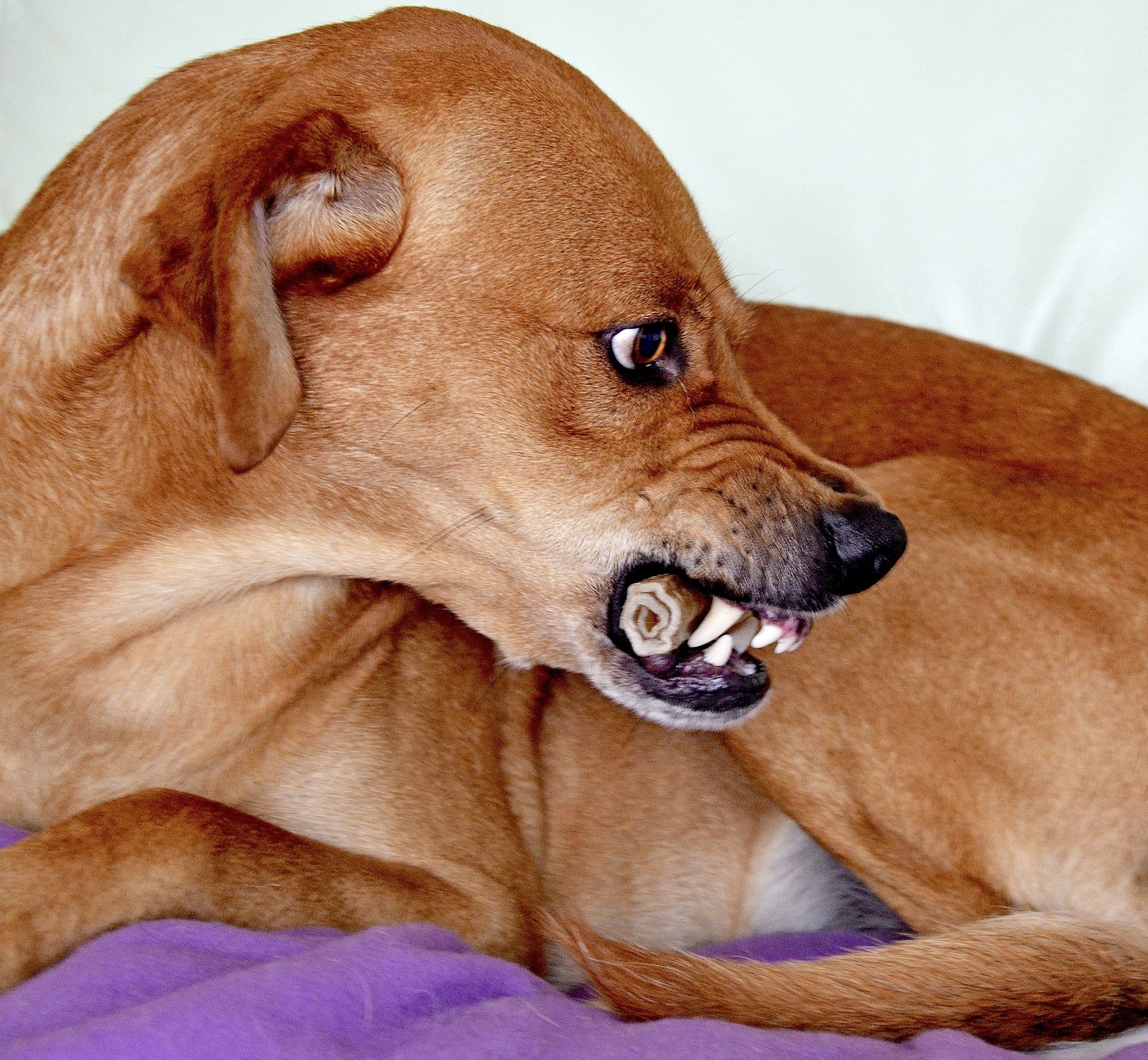 Ordsprog Mundtlig Perle Knurrende Hunde