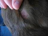 Allergie nach Impfung